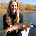 BROWN TROUT SPAWN ON THE GREEN RIVER UT