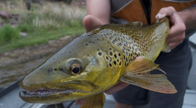 BROWNS SPAWNING