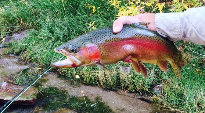 Rainbows are starting to spawn!