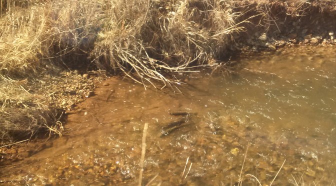 Spawning Rainbow Flaming Gorge Reservoir