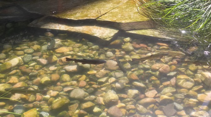 Trout Fishing Downtown Salt Lake City, UT