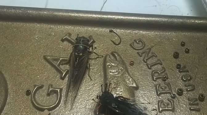 Cicada Hatch on Utah’s Green River