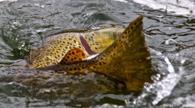 MORE GREAT FISHING ON THE GREEN RIVER