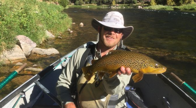 BIG BROWNS ON DRY FLIES