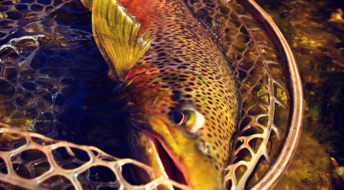 BROWNS ARE SPAWNING