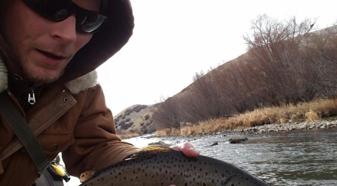 BROWN SPAWN CONTINUES