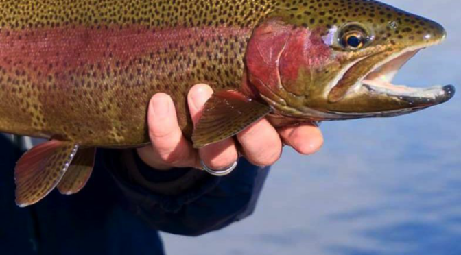 SPRING FISHING