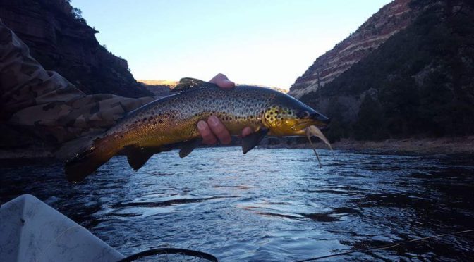 FISHING THE GREEN- FEBRUARY 2017