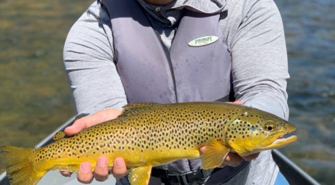 DRY FLY FISHING STILL GOOD
